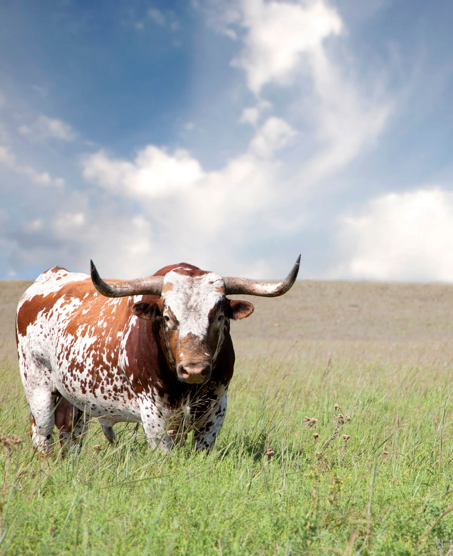 Protect your herd from infection and illness. Collect, transport, culture, and identify pathogens with a single device.