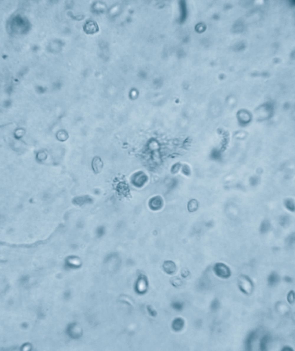 Veterinary Microbiology Prepared Cultured Media and In-Vitro Diagnostic Devices