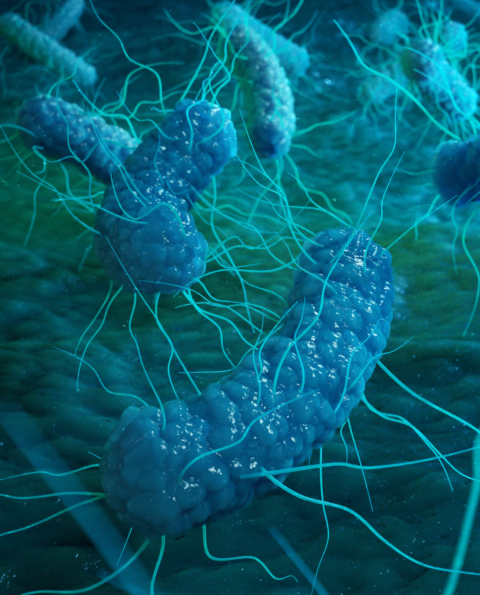 E. coli organism