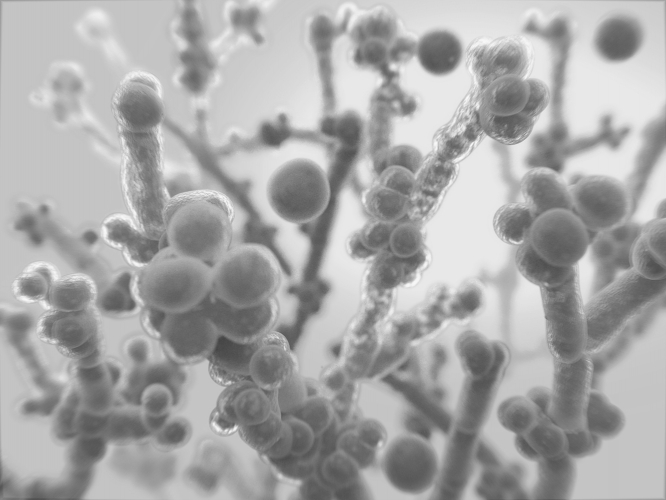 Yeast organisms