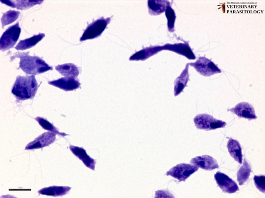 Tritrichomonas foetus organism